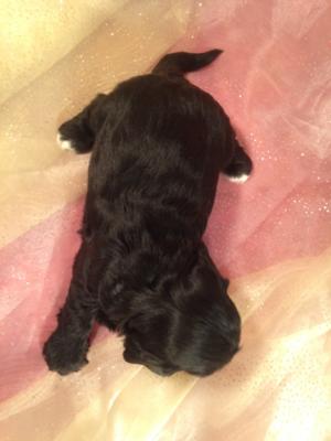 Black and White Cavachon #8 DOB 12-19-14 Puppies for sale $675 Iowa Cavachon Breeders